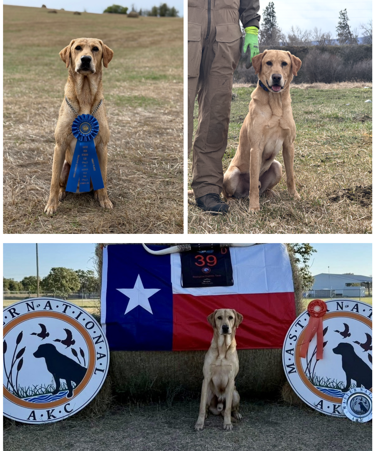 Rico of the NWRC Powerhouse Litter